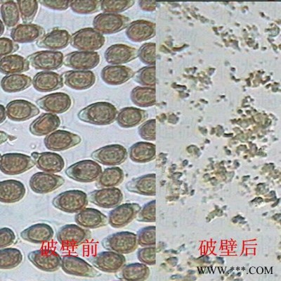 JRG型靈芝孢子破壁機(jī)廠家，破壁率99%，不含重金屬